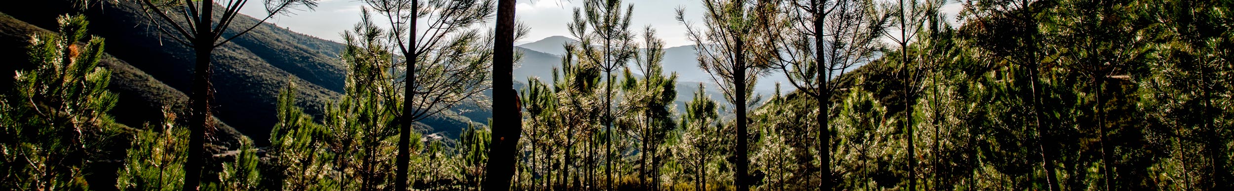 Proyecto Motor Verde IMEFY y Fundación Repsol